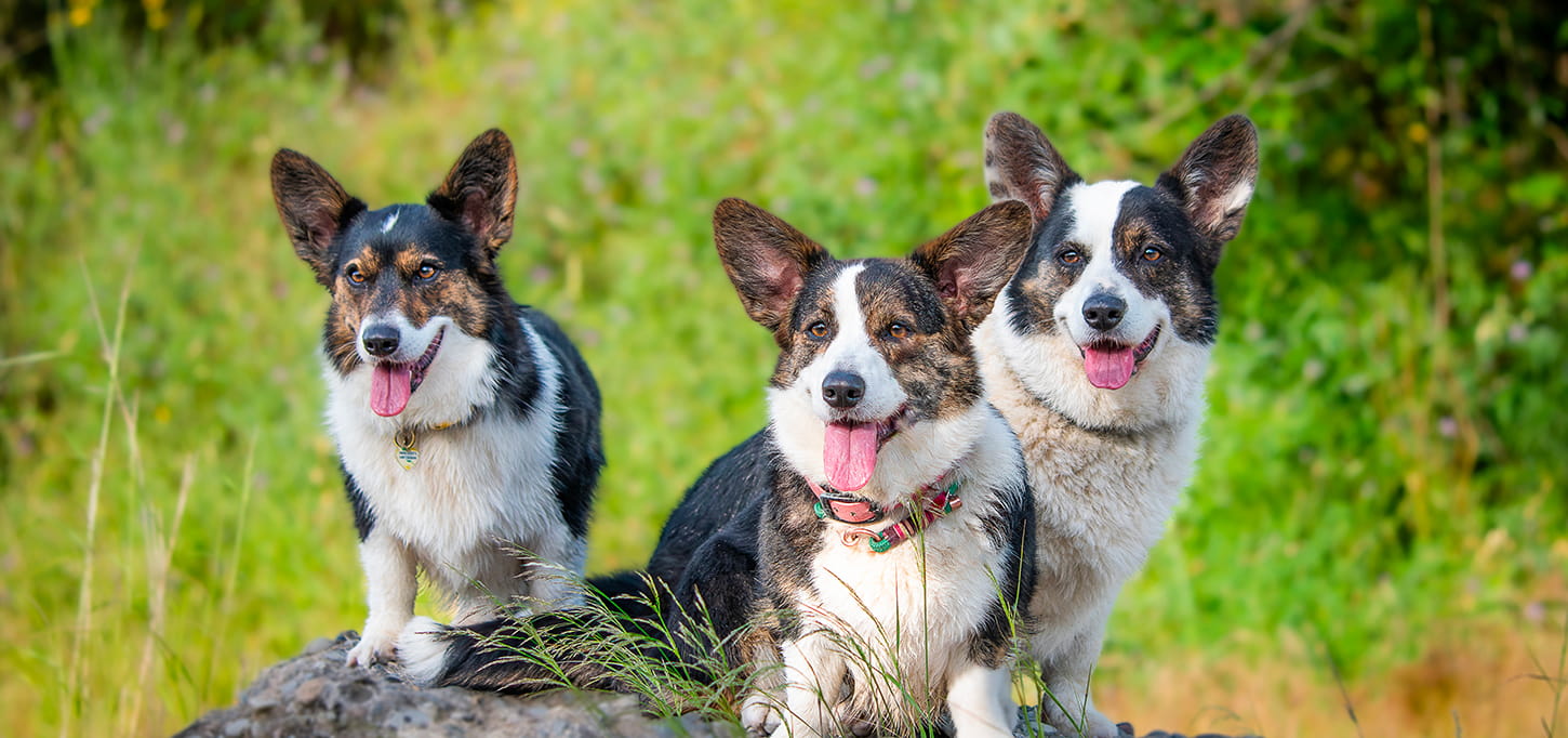 corgis2_slider_1753537575555