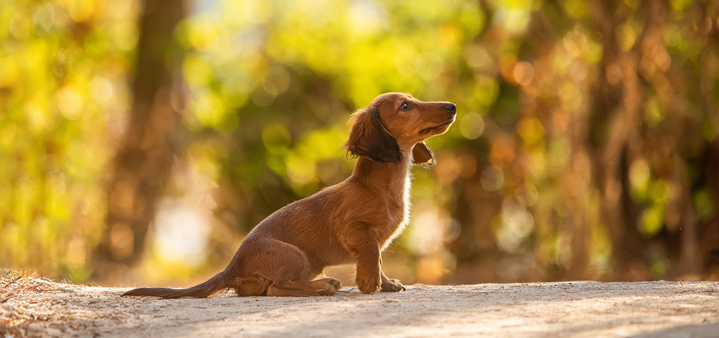 brindille_slider_1790934612069